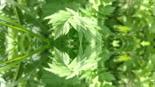 1172651 (a): :1920x1080